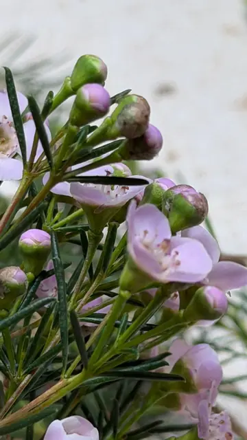 Gros plan sur une fleur de cire rose